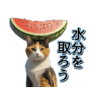 飛び出す★夏を感じる・三毛猫【夏、海】（個別スタンプ：18）