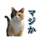 飛び出す★夏を感じる・三毛猫【夏、海】（個別スタンプ：23）