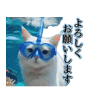飛び出す★夏を感じる・白猫【夏、海】（個別スタンプ：5）