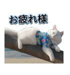 飛び出す★夏を感じる・白猫【夏、海】（個別スタンプ：7）