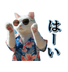 飛び出す★夏を感じる・白猫【夏、海】（個別スタンプ：9）