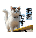 飛び出す★夏を感じる・白猫【夏、海】（個別スタンプ：11）