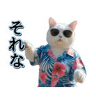 飛び出す★夏を感じる・白猫【夏、海】（個別スタンプ：15）
