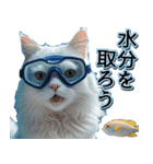飛び出す★夏を感じる・白猫【夏、海】（個別スタンプ：18）