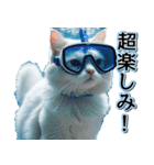 飛び出す★夏を感じる・白猫【夏、海】（個別スタンプ：23）