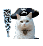 飛び出す★夏を感じる・白猫【夏、海】（個別スタンプ：24）