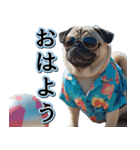 飛び出す★夏を感じる・パグ犬【夏、海】（個別スタンプ：1）