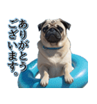 飛び出す★夏を感じる・パグ犬【夏、海】（個別スタンプ：3）
