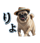 飛び出す★夏を感じる・パグ犬【夏、海】（個別スタンプ：11）