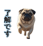 飛び出す★夏を感じる・パグ犬【夏、海】（個別スタンプ：12）