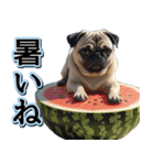 飛び出す★夏を感じる・パグ犬【夏、海】（個別スタンプ：16）