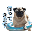 飛び出す★夏を感じる・パグ犬【夏、海】（個別スタンプ：19）