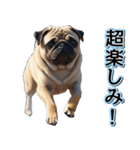 飛び出す★夏を感じる・パグ犬【夏、海】（個別スタンプ：23）