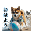 飛び出す★夏を感じる・芝犬【夏、海】しば（個別スタンプ：1）