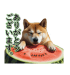 飛び出す★夏を感じる・芝犬【夏、海】しば（個別スタンプ：3）