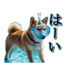 飛び出す★夏を感じる・芝犬【夏、海】しば（個別スタンプ：9）