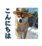 飛び出す★夏を感じる・芝犬【夏、海】しば（個別スタンプ：13）