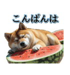 飛び出す★夏を感じる・芝犬【夏、海】しば（個別スタンプ：14）
