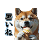 飛び出す★夏を感じる・芝犬【夏、海】しば（個別スタンプ：16）