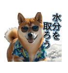飛び出す★夏を感じる・芝犬【夏、海】しば（個別スタンプ：18）