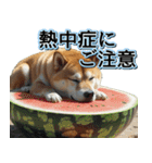 飛び出す★夏を感じる・芝犬【夏、海】しば（個別スタンプ：20）