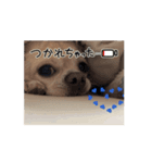 チワワ【こは】スタンプ2（個別スタンプ：1）