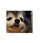 狸犬らぶのスタンプ（個別スタンプ：1）