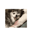 狸犬らぶのスタンプ（個別スタンプ：2）