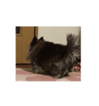 狸犬らぶのスタンプ（個別スタンプ：5）