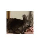 狸犬らぶのスタンプ（個別スタンプ：6）