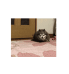 狸犬らぶのスタンプ（個別スタンプ：7）