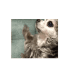 狸犬らぶのスタンプ（個別スタンプ：11）