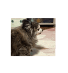 狸犬らぶのスタンプ（個別スタンプ：12）