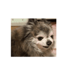 狸犬らぶのスタンプ（個別スタンプ：13）