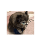 狸犬らぶのスタンプ（個別スタンプ：16）