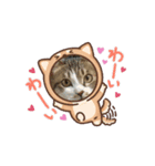 ウチの猫、空＆詩のスタンプです♪（個別スタンプ：1）