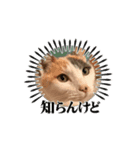 ウチの猫、空＆詩のスタンプです♪（個別スタンプ：3）
