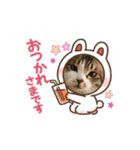 ウチの猫、空＆詩のスタンプです♪（個別スタンプ：4）