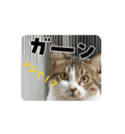 ウチの猫、空＆詩のスタンプです♪（個別スタンプ：6）