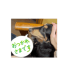 ラテオ（個別スタンプ：5）