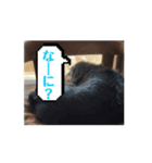 ラテオ（個別スタンプ：6）