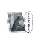 Boku.wa. Ichiro（個別スタンプ：16）
