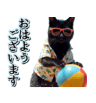 飛び出す★夏を感じる・黒猫（個別スタンプ：1）