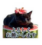 飛び出す★夏を感じる・黒猫（個別スタンプ：5）