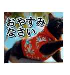 飛び出す★夏を感じる・黒猫（個別スタンプ：13）