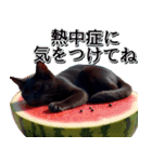 飛び出す★夏を感じる・黒猫（個別スタンプ：20）