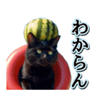 飛び出す★夏を感じる・黒猫（個別スタンプ：23）