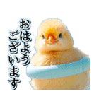 飛び出す★夏を感じる・ひよこ（個別スタンプ：1）