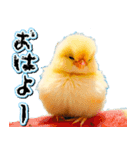 飛び出す★夏を感じる・ひよこ（個別スタンプ：2）