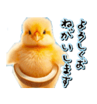 飛び出す★夏を感じる・ひよこ（個別スタンプ：5）